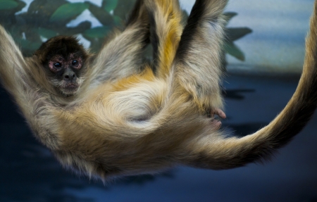 Young funny Spider Monkey Looking into the Cameraの写真素材
