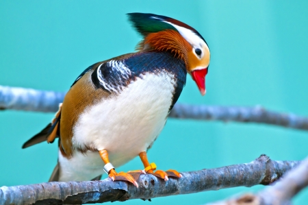 Colorful male Mandarin Duck close-up shotの写真素材