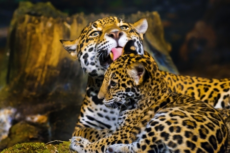 Adult Female Jaguar licking her young cubの写真素材