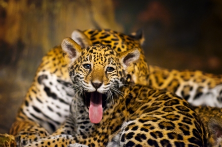 Little Baby Jaguar playing with its motherの写真素材