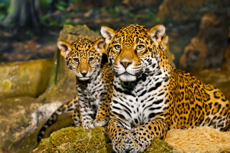 Little Baby Jaguar playing with its motherの写真素材