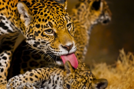 Adult Female Jaguar licking her young cubの写真素材