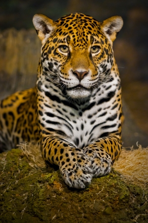 Adult Female Jaguar sitting on the rock looking into the cameraの写真素材