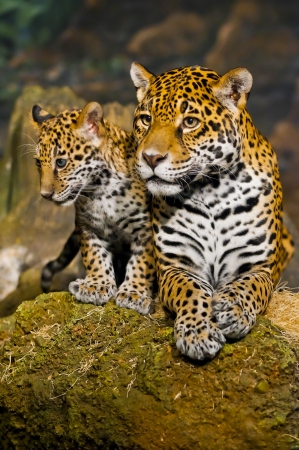 Little Baby Jaguar playing with its motherの写真素材