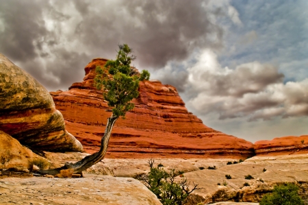 Beautiful single tree against dramatic stormy sky in canyonlandsの写真素材
