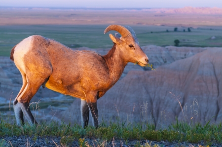 Adult Badlands Bighorn Sheep lid by beautiful morning rising sunの写真素材