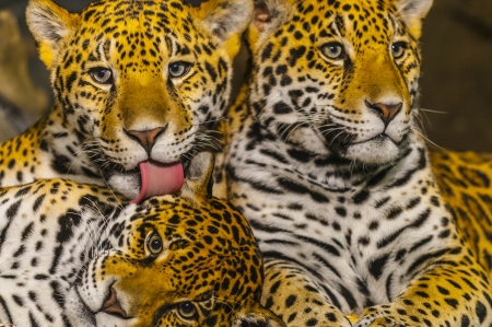 Two young Jaguars and their motherの写真素材
