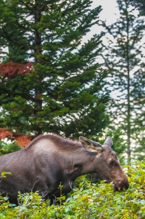 Young Moose grazing on tasty greens in Grand Tetonsの写真素材