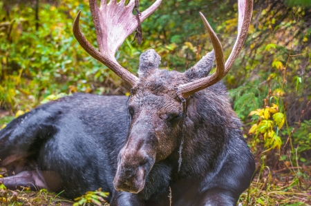 Bull moose takes a break from grazing on willows in Grand Teton National Park,の写真素材