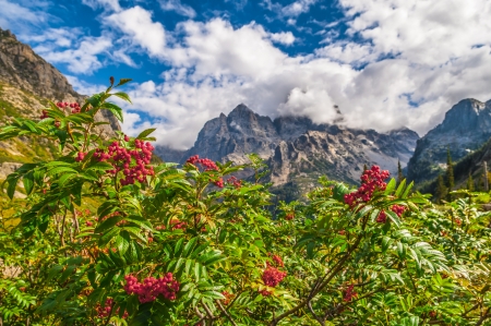 Mountain Ash growing near the hiking trail - Cascade Canyon Grand Tetonsの写真素材