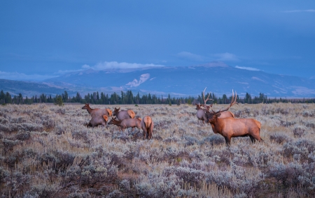 Elk (Cervus canadensis), Grand Teton National Park, Wyomingの写真素材