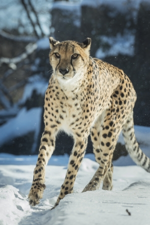 Gorgeous cheetah running on the snow towards the cameraの写真素材