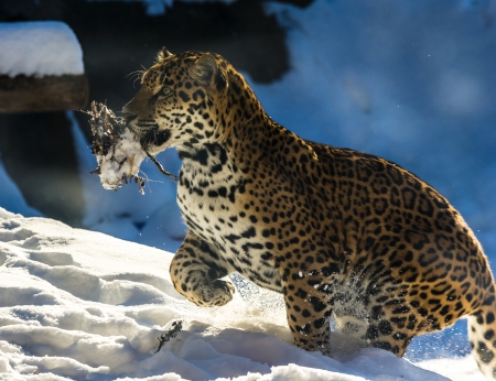 Young Jaguar playing in the snowの写真素材