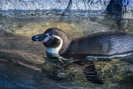 Close-up shot of a penguin in the waterの写真素材