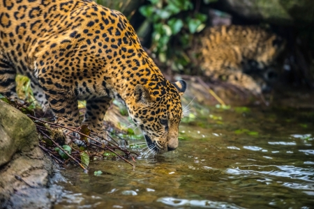 Close-up shot of a young cheetah drinking water