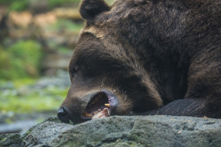 Close-up shot of a Grizzly bear - Ursus arctos eating. の写真素材