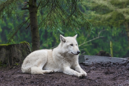 The arctic wolf (Canis lupus arctos), also called snow wolf or white wolf,の写真素材