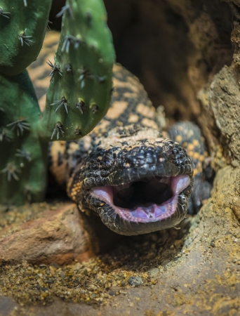 Close-up shot of a gila monster under the cactus