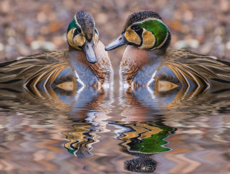 The Baikal Teal (Anas formosa), also called the Bimaculate Duck or Squawk Duck