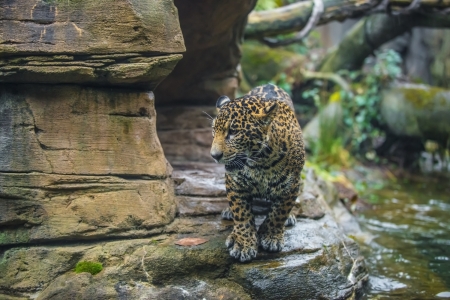 Beautiful cheetah animal in it's natural habitatの写真素材