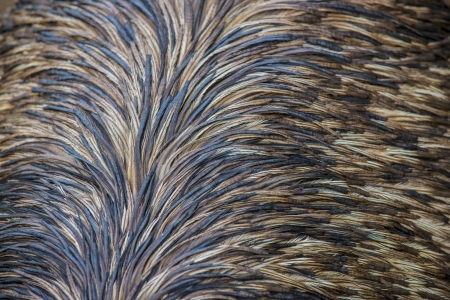 Close-up shot of an Emu Bird's feathersの写真素材