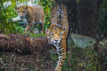 Playful young beautiful jaguars in the jungleの写真素材