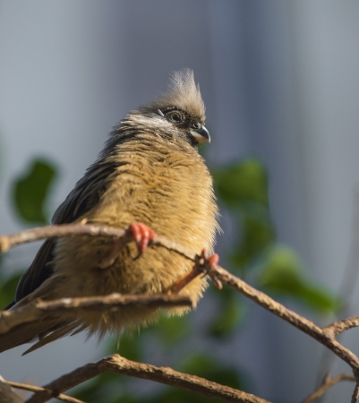  Speckled Mousebird Colius - striatus perched on the treeの写真素材
