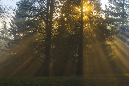 Amazing Rays of light coming through the treesの写真素材