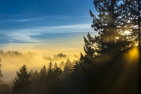 Amazing Rays of light coming through the treesの写真素材
