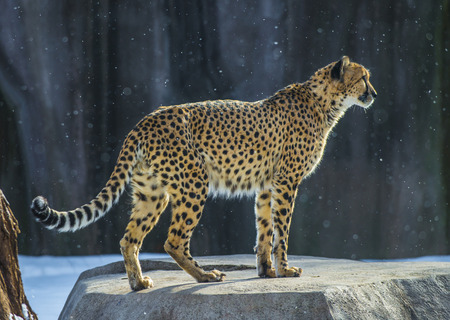 Cheetah - Acinonyx jubatus on a snowy dayの写真素材