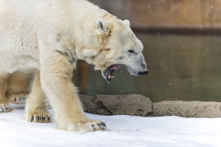 Polar Bear - Ursus maritimus walking near the waterの写真素材