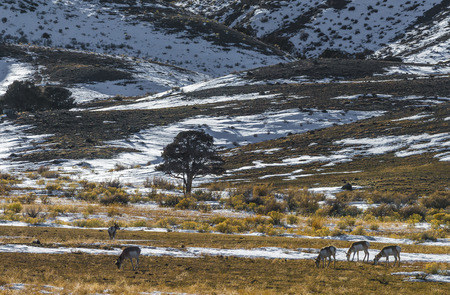 Wild Antelope grazing on the meadow in Yellowstoneの写真素材