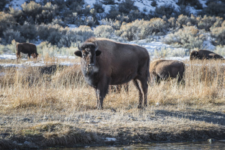 Bison in winter Yellowstone National Park Wyomingの写真素材