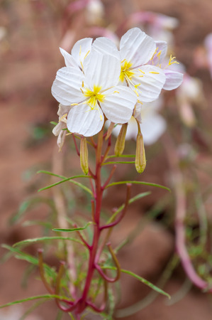 Oenothera pallida â pale evening-primrose Wild flowers in the canyonの写真素材