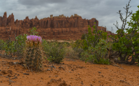 Foxtail cactuson Tower Arch Trail - Rock Formations with dramatic stormy sky の写真素材