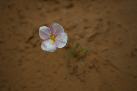 Oenothera pallida â pale evening-primrose Wild flowers in the canyonの写真素材