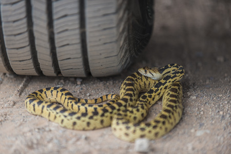 Gopher snake hidden under car tireの写真素材