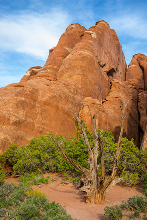 Dead Tree near the Sand Dune Arch Trail Moab Utah の写真素材