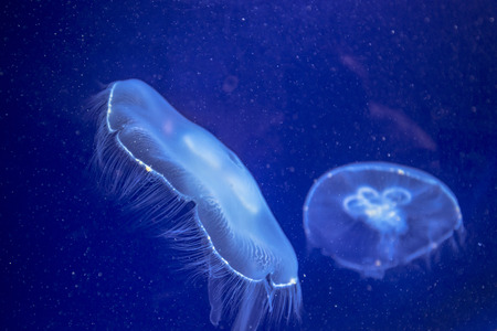 Jelly-fish Close-up in deep blue water