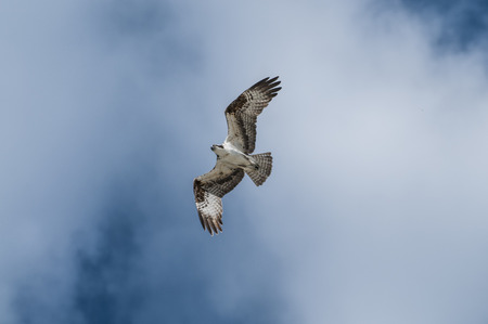 Adult Osprey Bird in flight against blue skyの写真素材