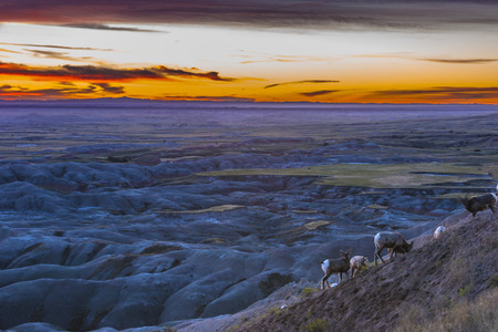 Bighorn Sheep at Sunset Badlands National Parkの写真素材