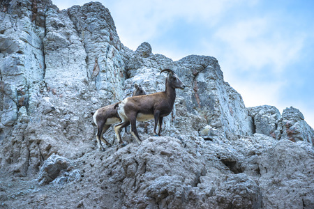 Adult with Young Bighorn Sheep standing on top of the hillの写真素材