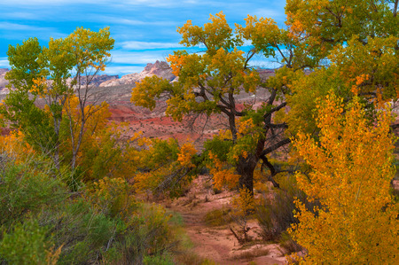 Tall colorful tree in the peak of the fall Utah landscapeの写真素材