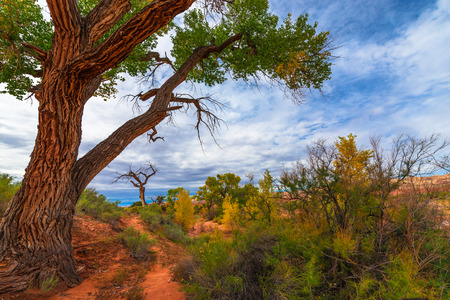 Tall colorful tree in the peak of the fall Utah landscapeの写真素材