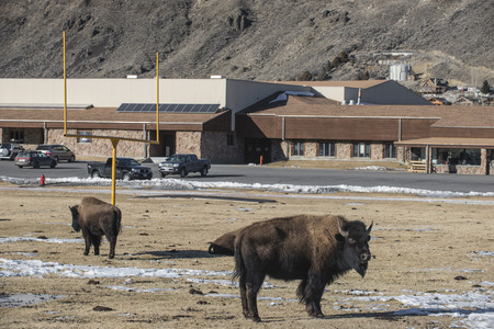 Wild Bison in the middle of the Gardiner City Wyomingのeditorial素材