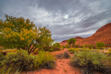 Red Sand Bright Green Yellow foliage Autumn in Utahの写真素材
