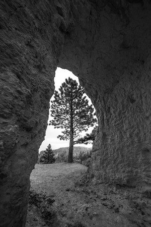 Single Tree framed by a sandstone arch Bryce Canyonの写真素材
