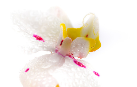 White Orchid Flower High Key extreme close-up over white backgroundの写真素材