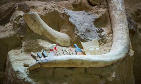 Archaeological tools and mammoth fossils on the job siteの写真素材