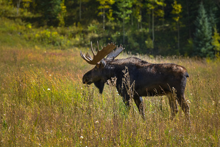 Adult Large Male Moose Feeding in the Meadow near Conundrum Creek Coloradoの写真素材